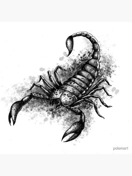 Тату Скорпион карандашом