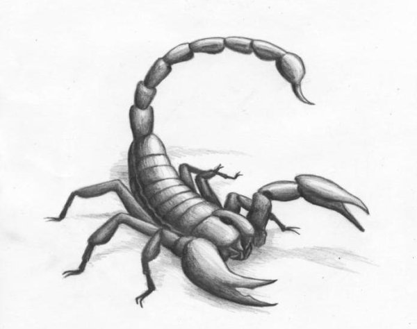 Скорпион рисунок