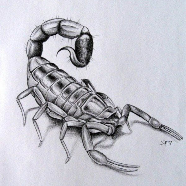 Скорпион рисунок