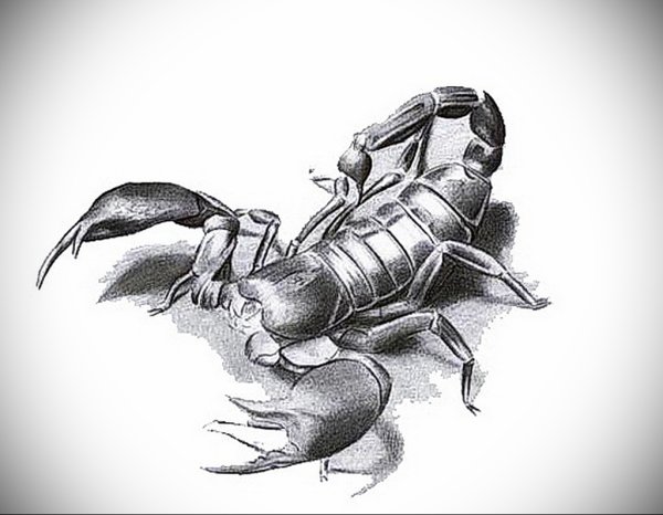 Скорпион Графика