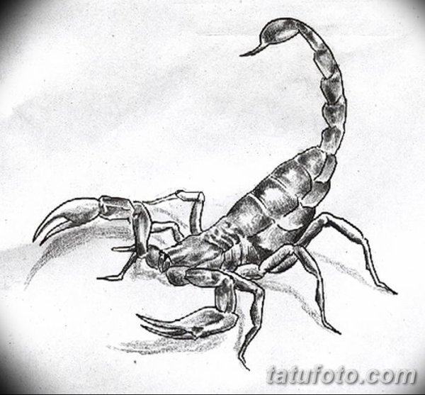 Скорпион эскиз карандашом