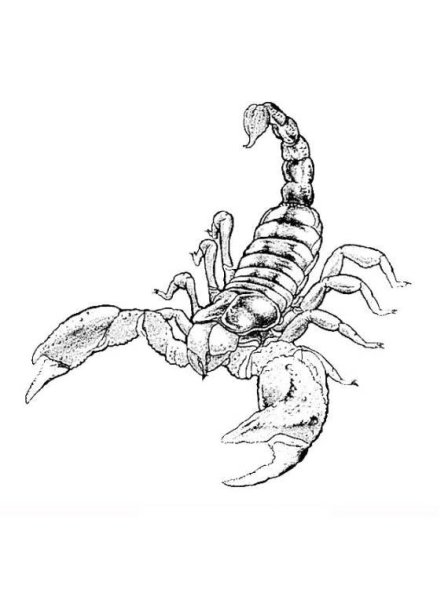 Скорпион тату эскиз