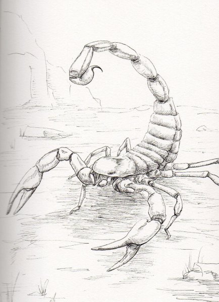 Скорпион рисунок