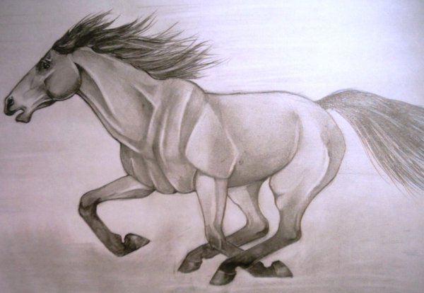 Лошадь для срисовки