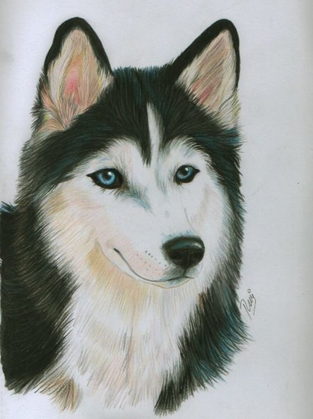 Рисунок собаки для срисовки