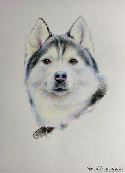 Хаски рисунок для срисовки