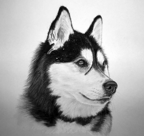 Раскраска хаски щенок