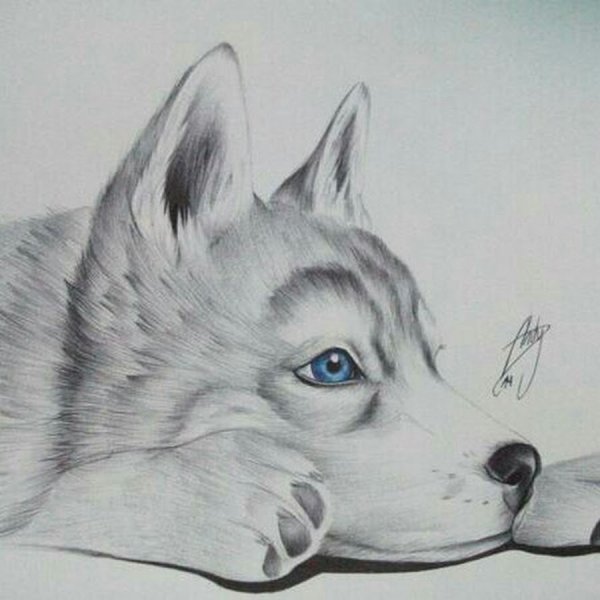 Хаски рисунок карандашом