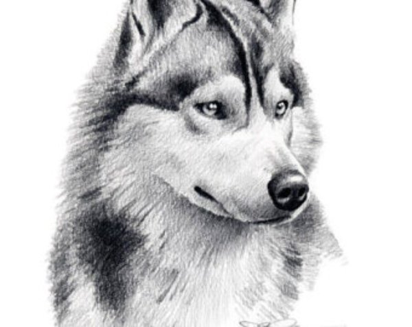 Хаски карандашом