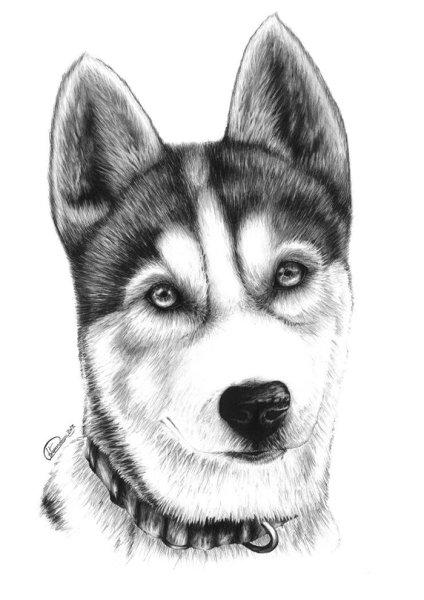 Хаски рисунок карандашом
