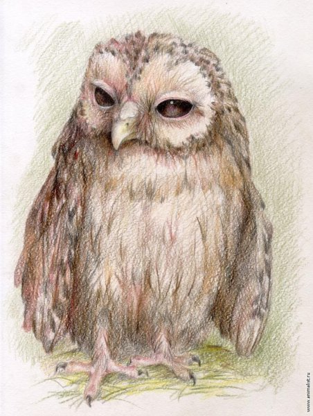 Сова акварельными карандашами