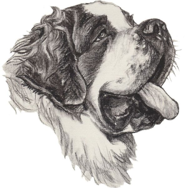 Сенбернар карандашом