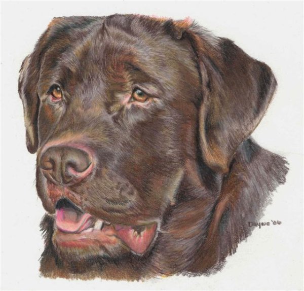 Вышивка коричневый лабрадор