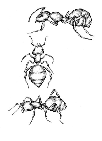 Нарисовать муравья