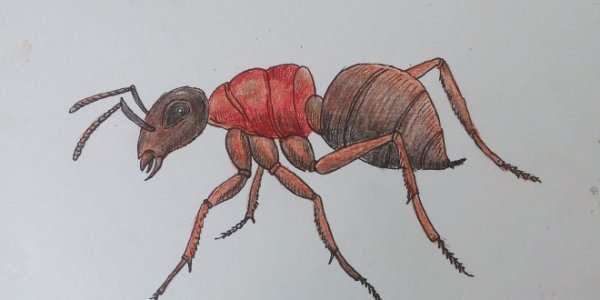 Муравей карандашом для детей