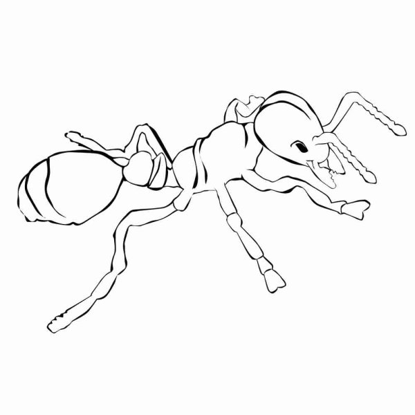 Муравей набросок