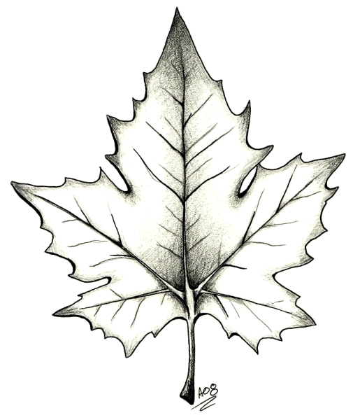 Лист клёна рисунок