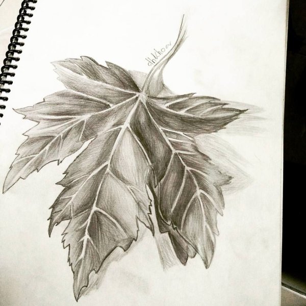 Осенние листья зарисовка