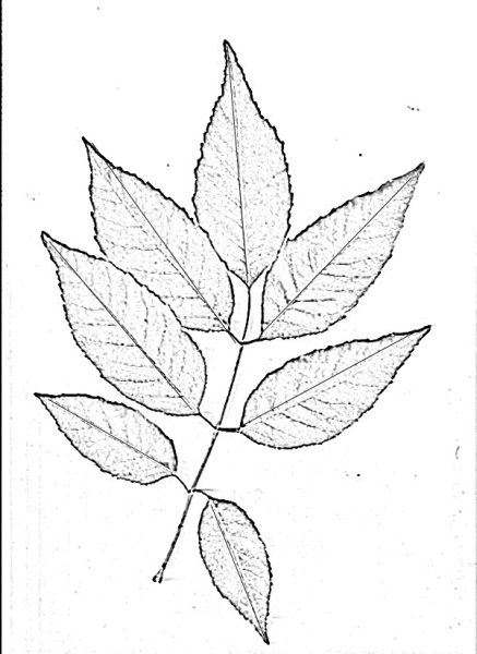 Лист клёна рисунок карандашом поэтапно