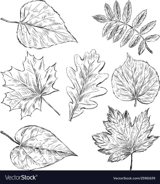 Кленовый лист рисунок карандашом