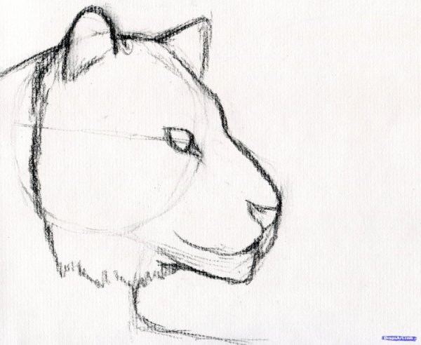 Тигр карандашом легко для начинающих