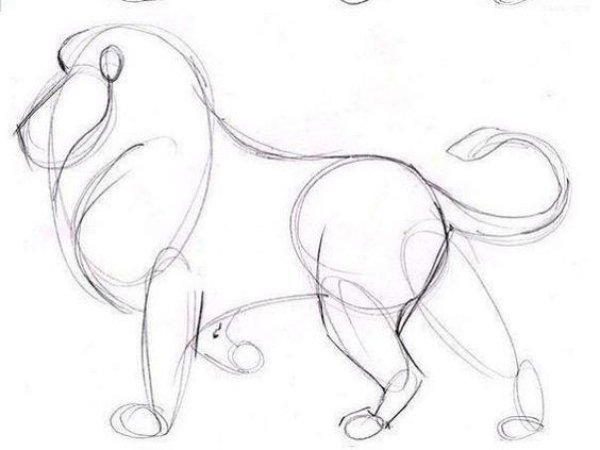 Лев рисунок карандашом для начинающих