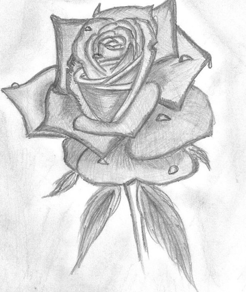 Рисунок розы для срисовки