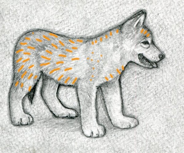 Рисунок волка простым карандашом