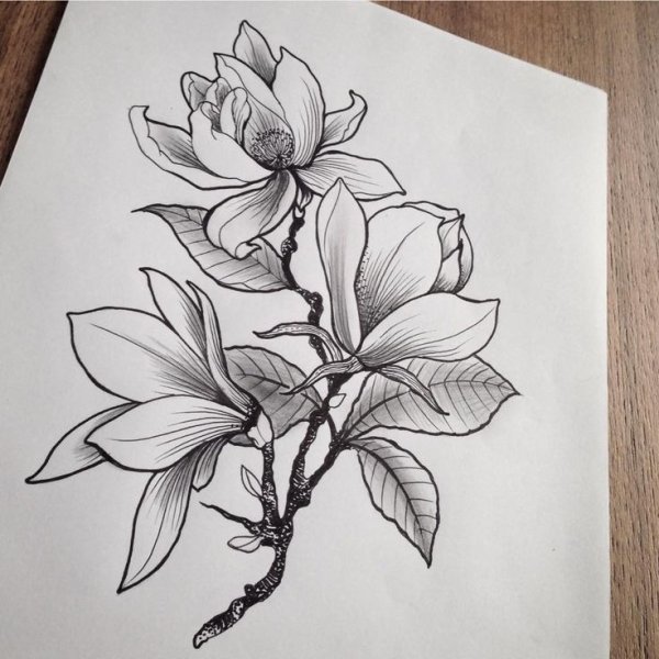 Цветы для срисовки для начинающих