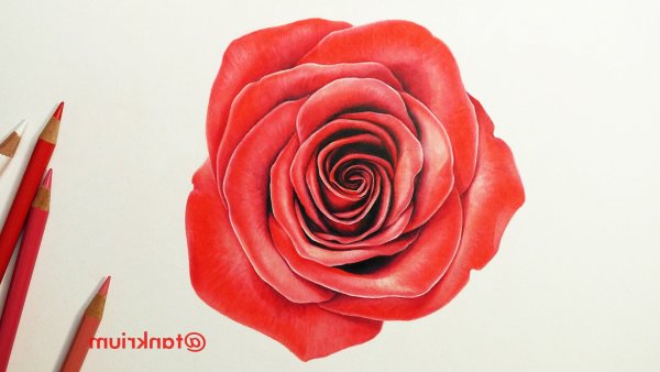 Девушка рисунок