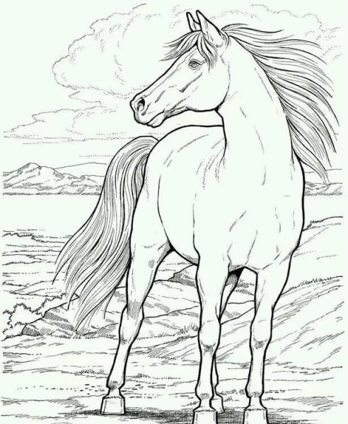 Конь рисунок