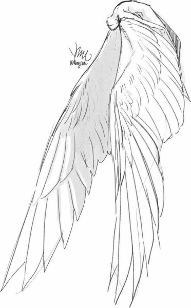 Референс крыльев Серафима