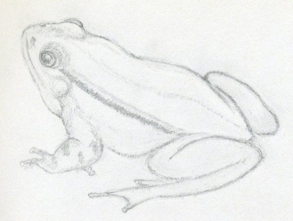 Лягушка карандашом