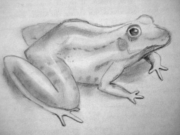 Жаба карандашом