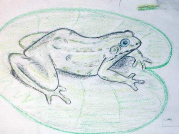Лягушка карандашом