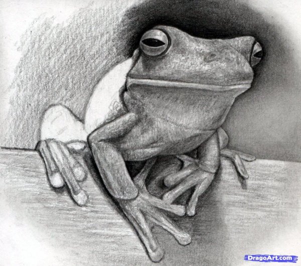 Жаба карандашом