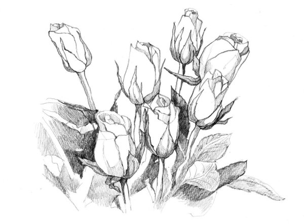 Букет карандашом