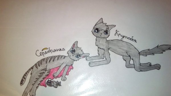 Коты Воители рисунки карандашом