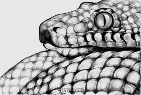 Змея трафарет