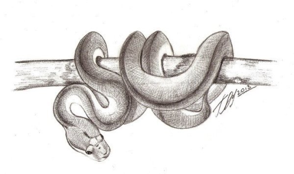 Змея поэтапное рисование