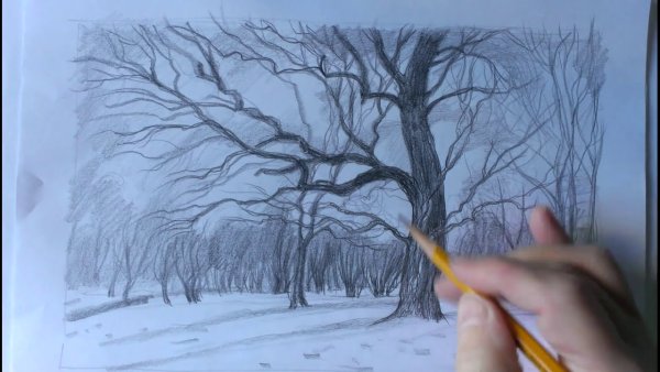 Зимний лес рисунок карандашом