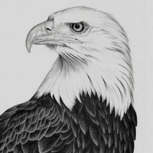 Белоголовый Орлан тату