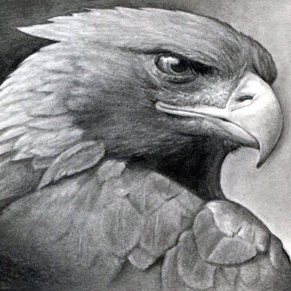 Орел карандашом
