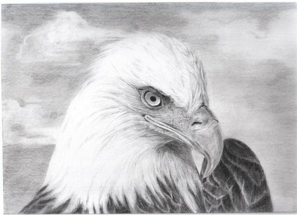 Орел простым карандашом