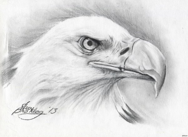 Картинки орла для срисовки