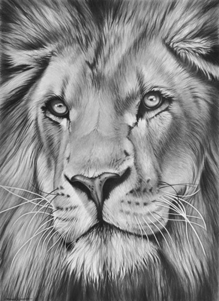 Животные карандашом