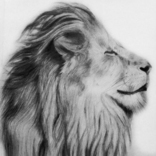 Лев для рисования карандашом