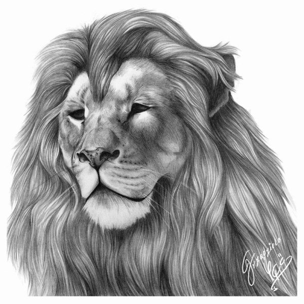 Морда Льва карандашом
