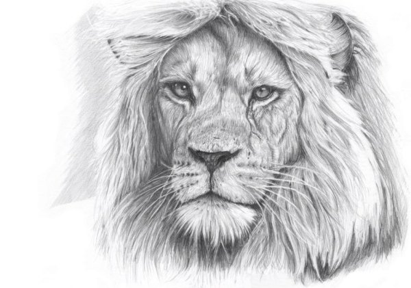 Лицо Льва карандашом