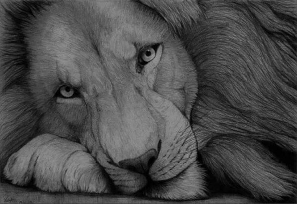 Животные карандашом